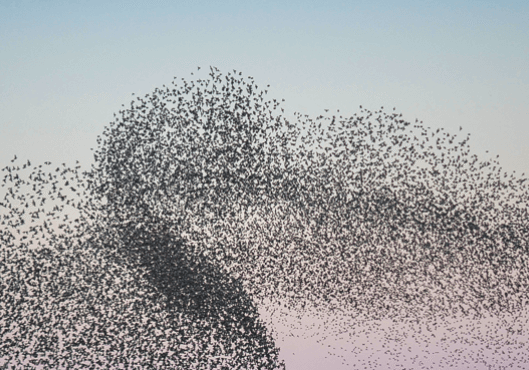 mosaik lang bred 1296x370 sort sol 3 50424673c287d75c0309de774b811c43